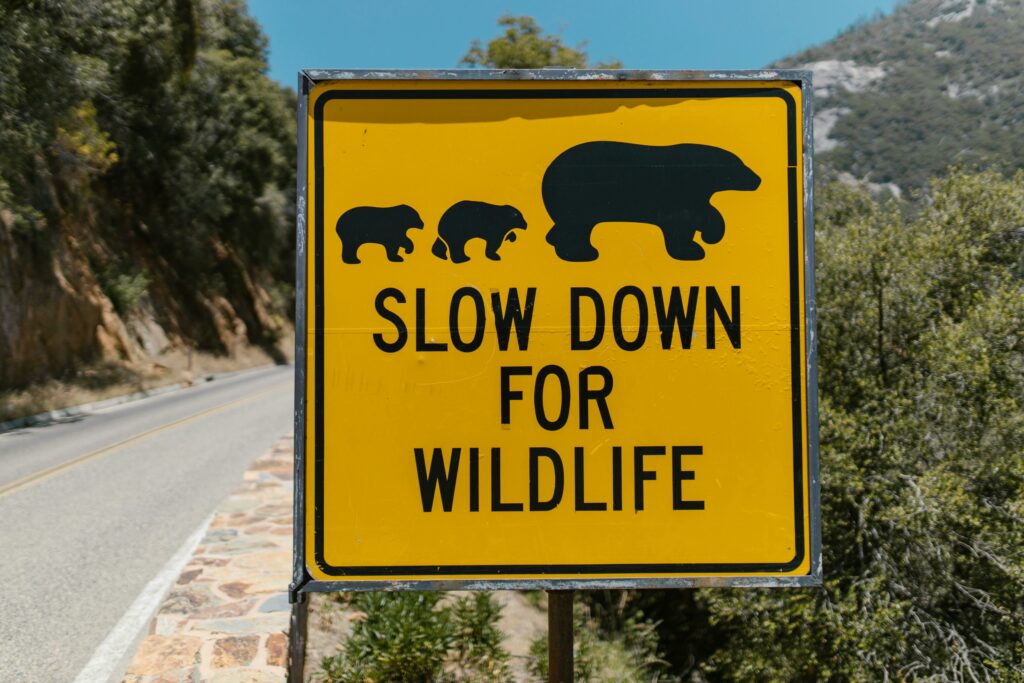Panneau route animaux