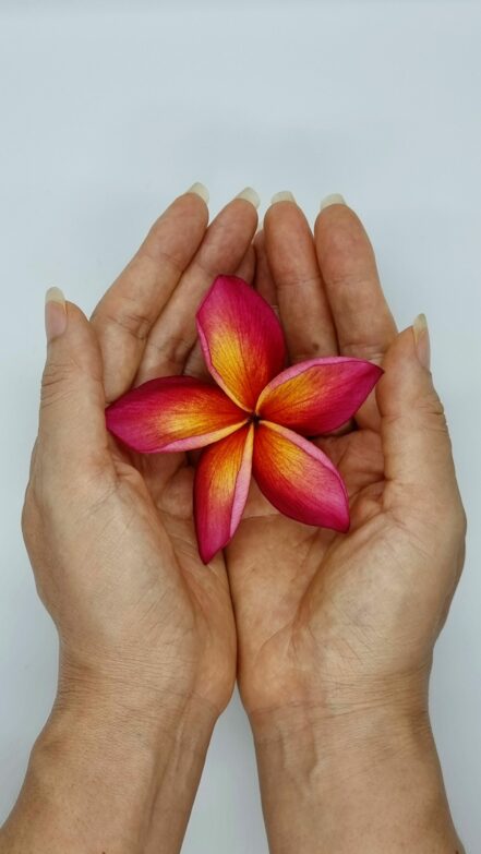 Une fleur de frangipanier vibrante délicatement tenue dans les mains, symbolisant la beauté et la délicatesse