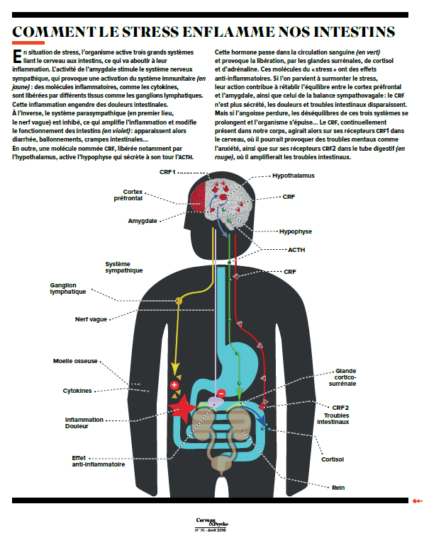 Comment le stress enflamme nos intestins
