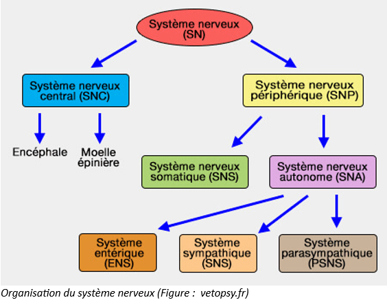 Systèmes nerveux central et périphérique