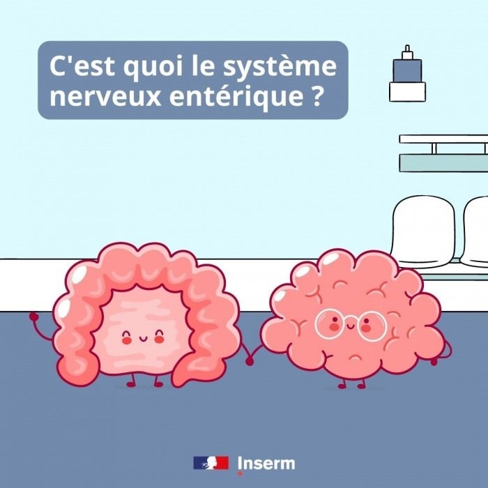 C'est quoi le systeme nerveux entérique?