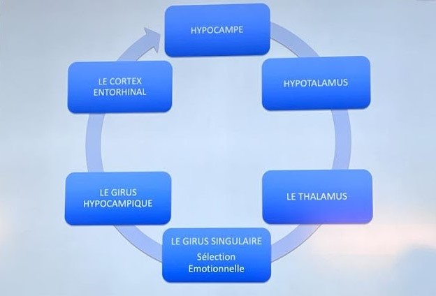 schema cycle de papez