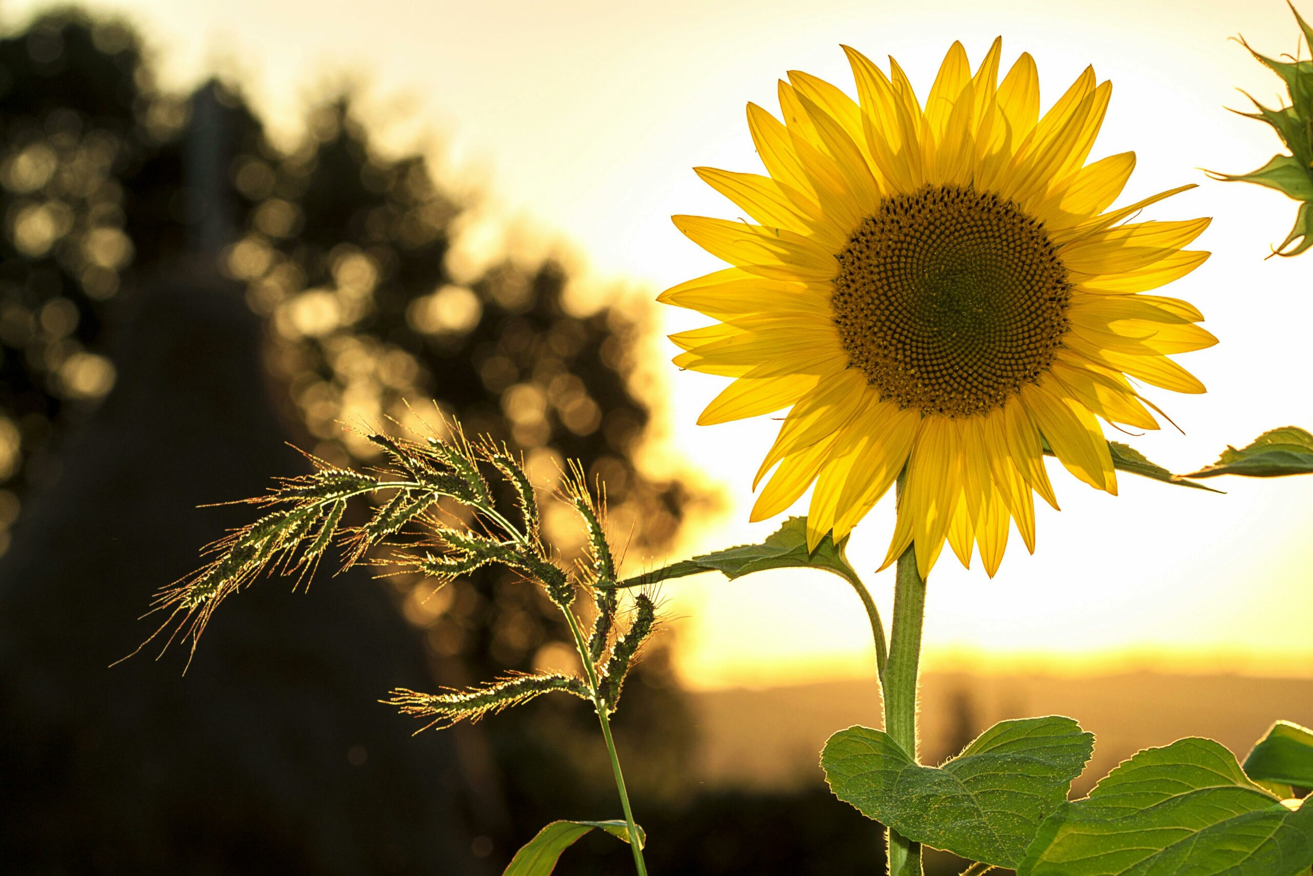 Tournesol Tournesol